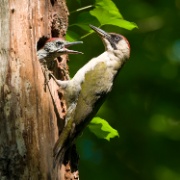 Green Woodpeckers